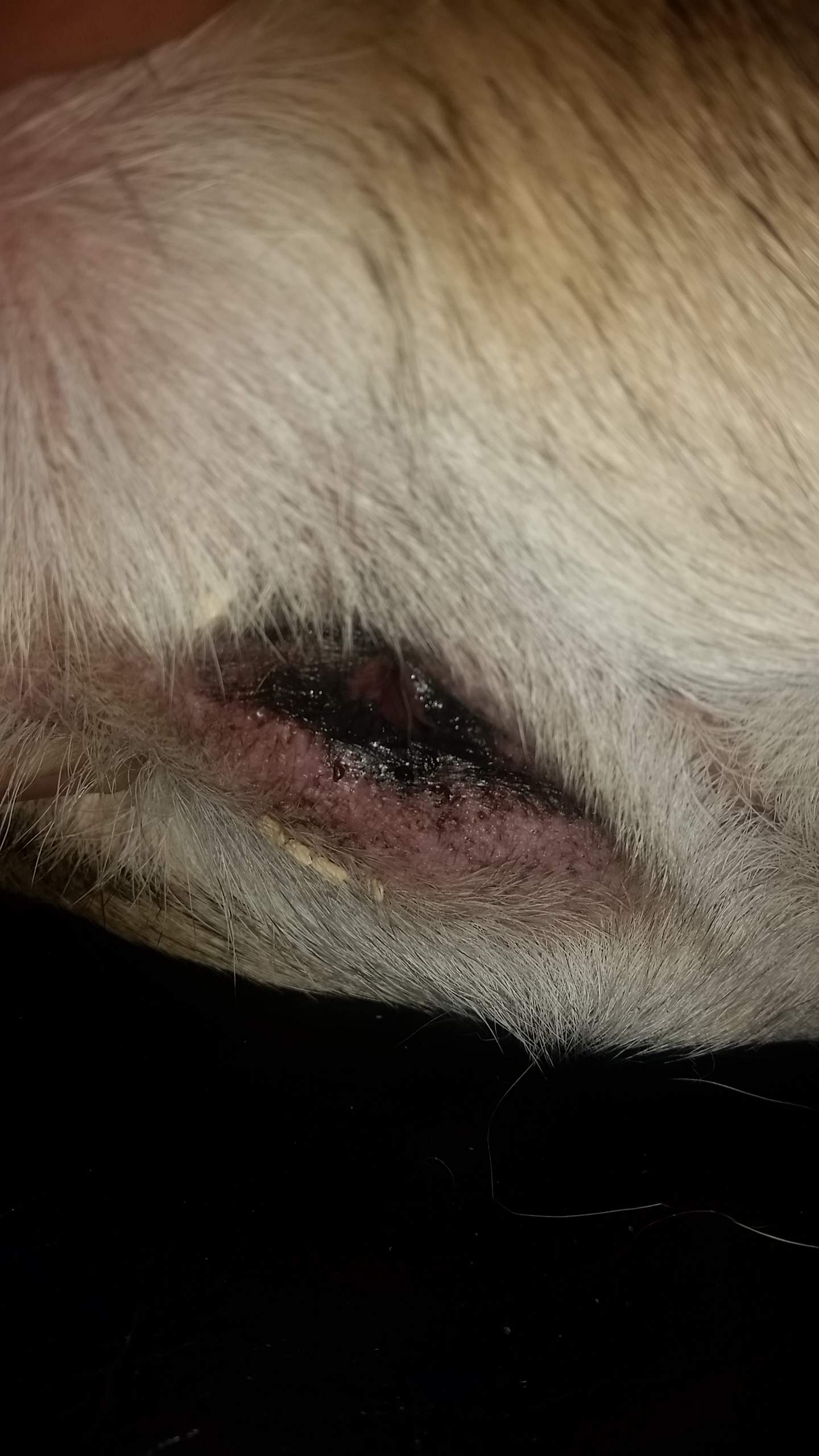 Hund hat weiße längliche Partikel am After was kann das sein? (Tiere)