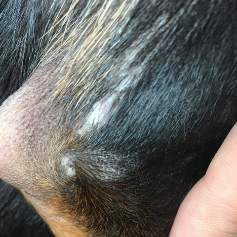 hund hat weisse stelle am fell weiss schorf