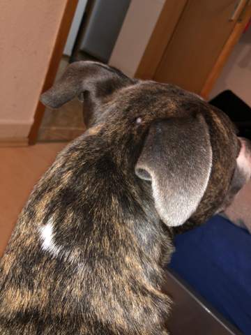 hund hat weissliche beule am kopf medizin staffordshire