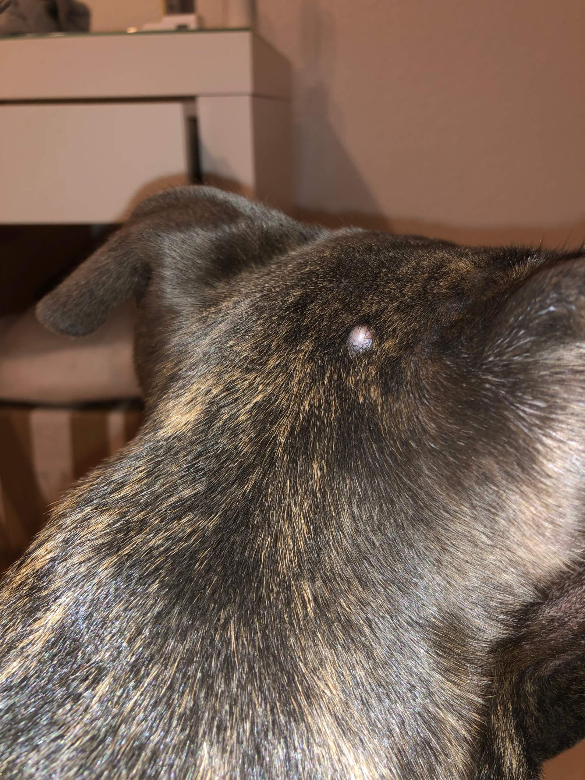 Hund hat weißliche Beule am Kopf? (Medizin, Staffordshire)