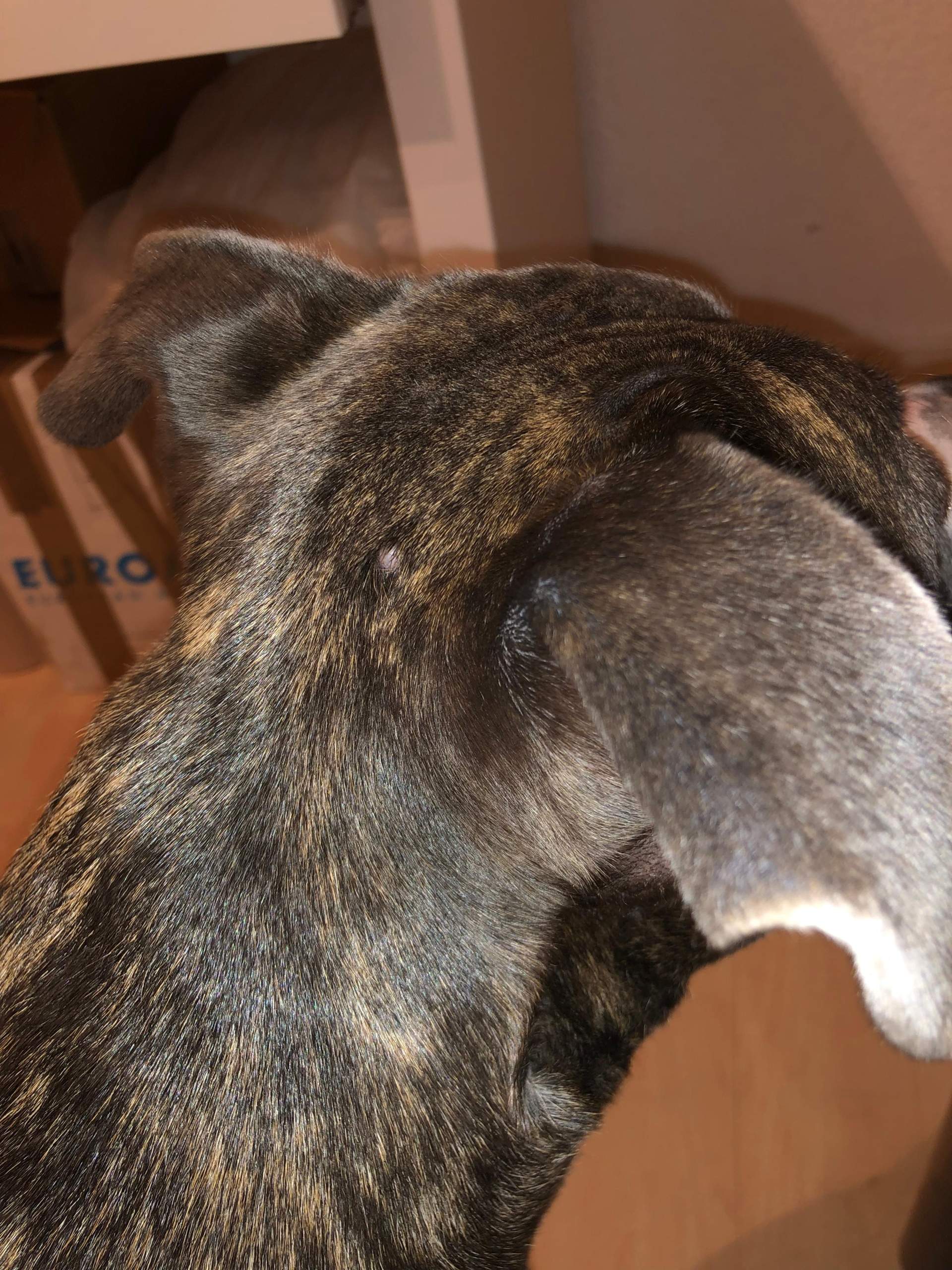 Hund hat weißliche Beule am Kopf? (Medizin, Staffordshire)