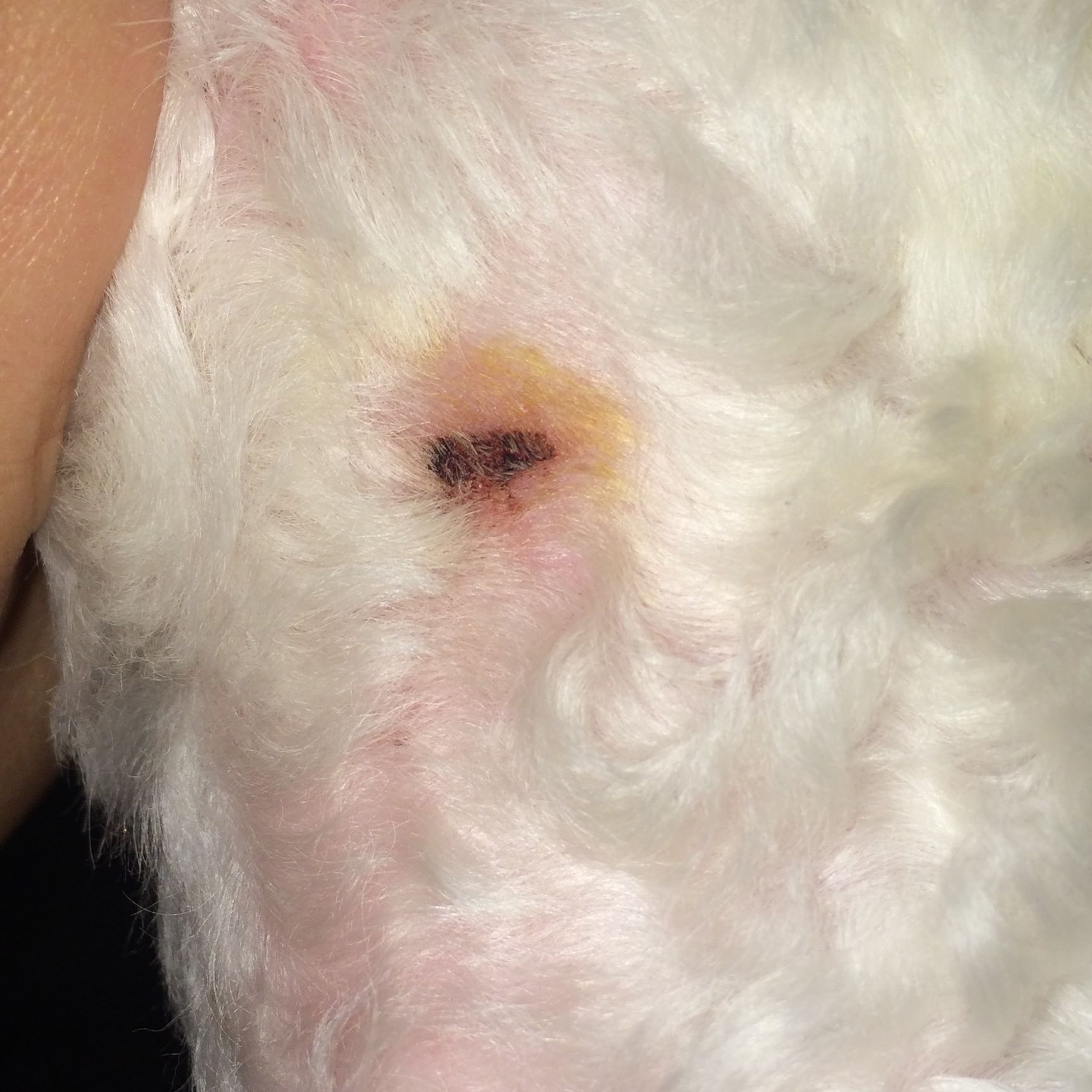 Hund hat Wunde am Hals? (Blut, Entzündung, Kruste)