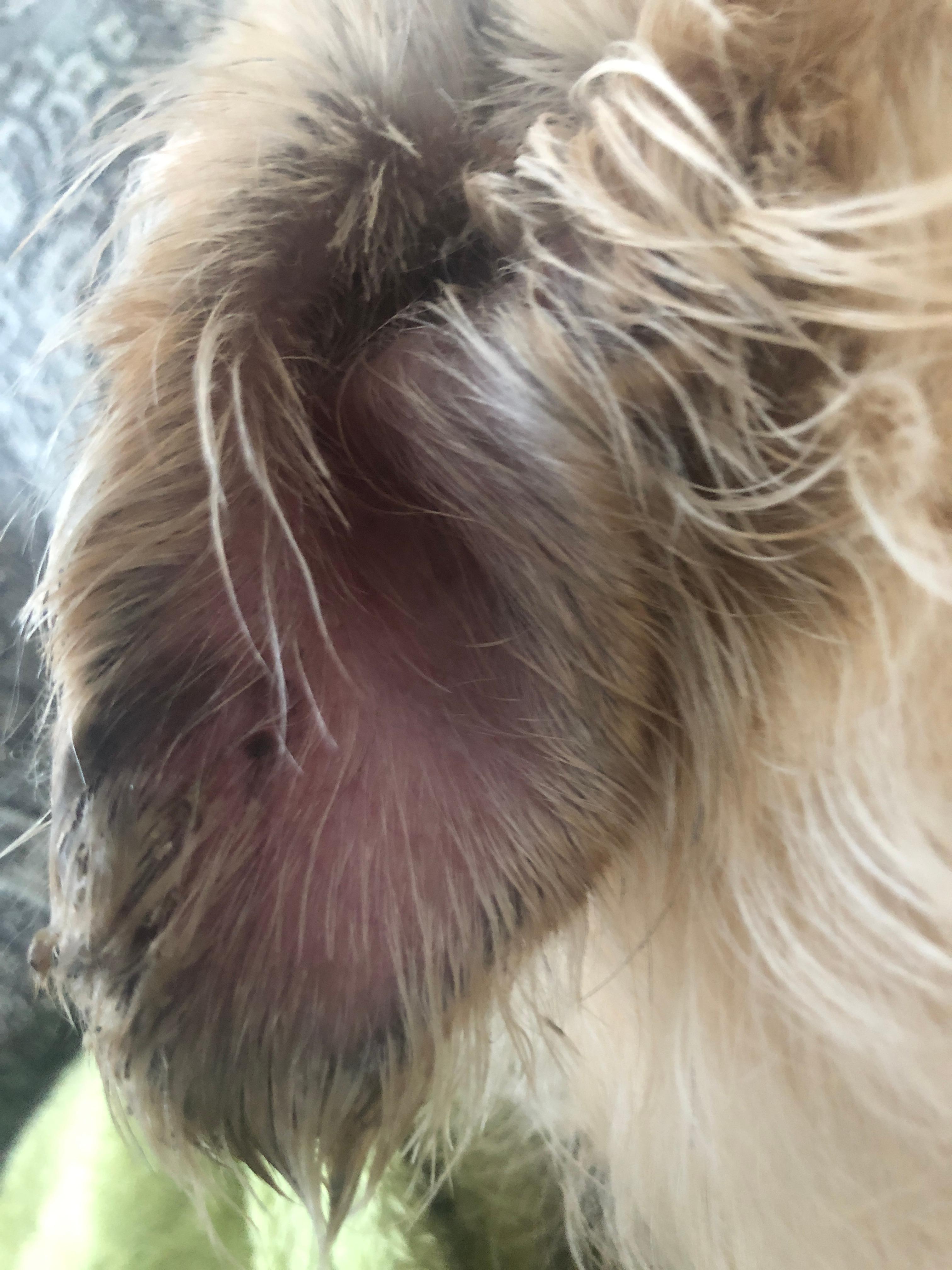 hund hat wunde am ohr die nicht heilt gesundheit und medizin
