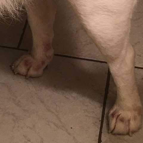 Hund pfoten - (Hund, Verletzung, Wunde)