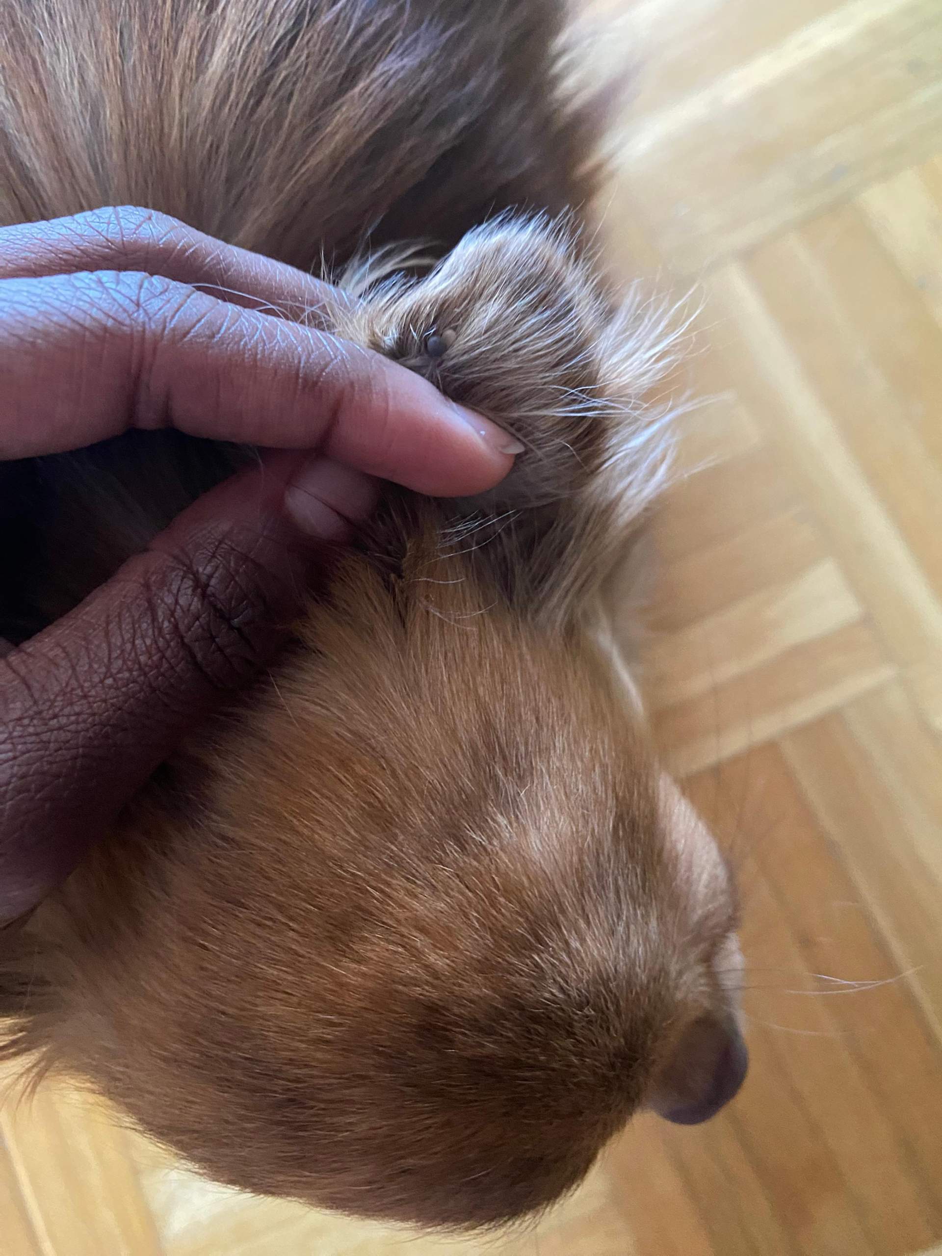 Hund hat Zecke am Ohr? (Hundehaltung, Zecken, Parasiten)