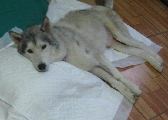 Hund helfen die blase zu entleeren!? (Tiere, Tierarzt, Tiermedizin)