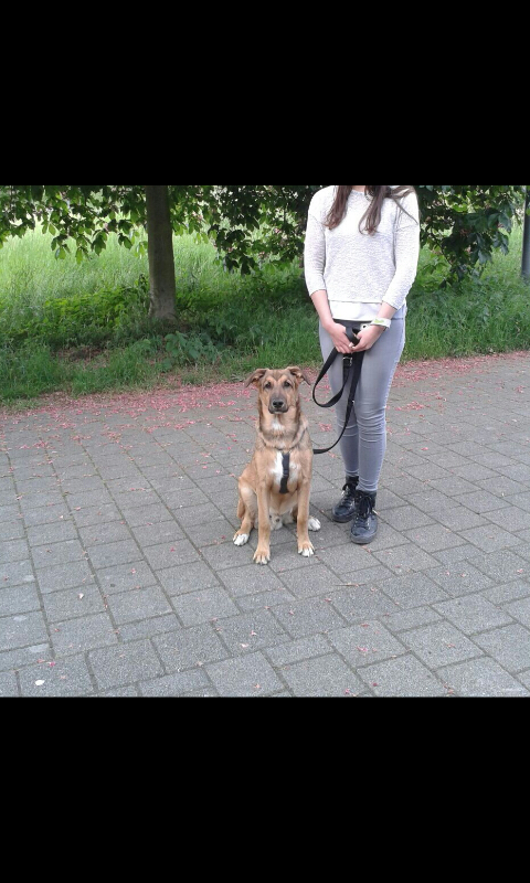 hund in der pubertat wachst er noch wachstum schaferhund