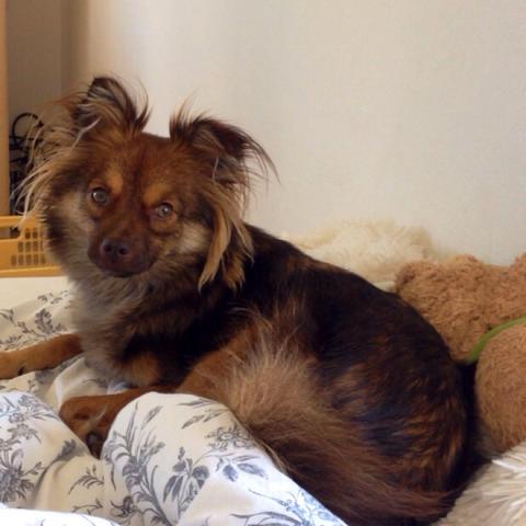 hund ist aggressiv gegenuber besuchern und allgemein fremden hundeerziehung hundeschule hundetraining