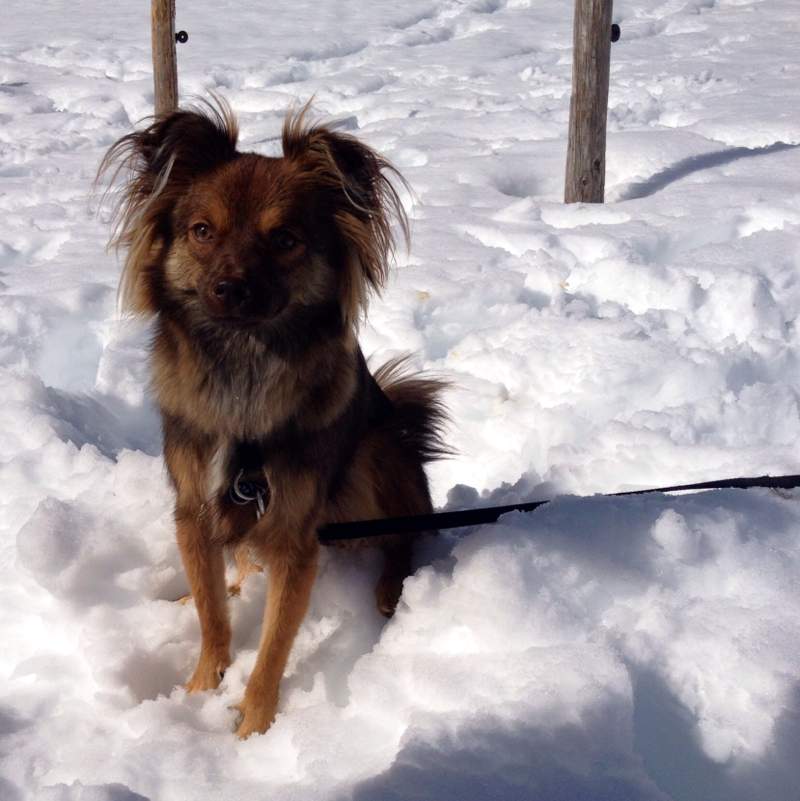 Hund ist aggressiv gegenüber Besuchern und allgemein Fremden