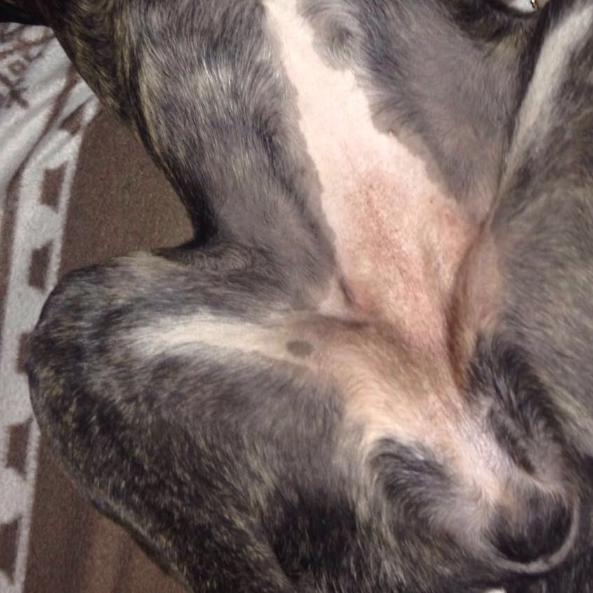 Hund juckt beißt Pfoten und schritt? (Allergie, Juckreiz, Boxer)