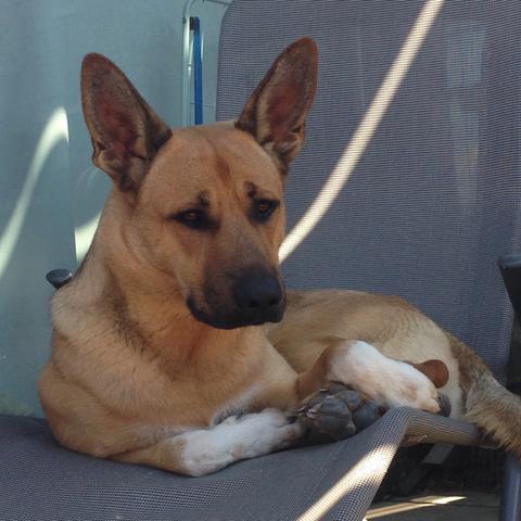 Das ist der 'kleine' Zwerigi :-) - (Hund, Training, Stress)