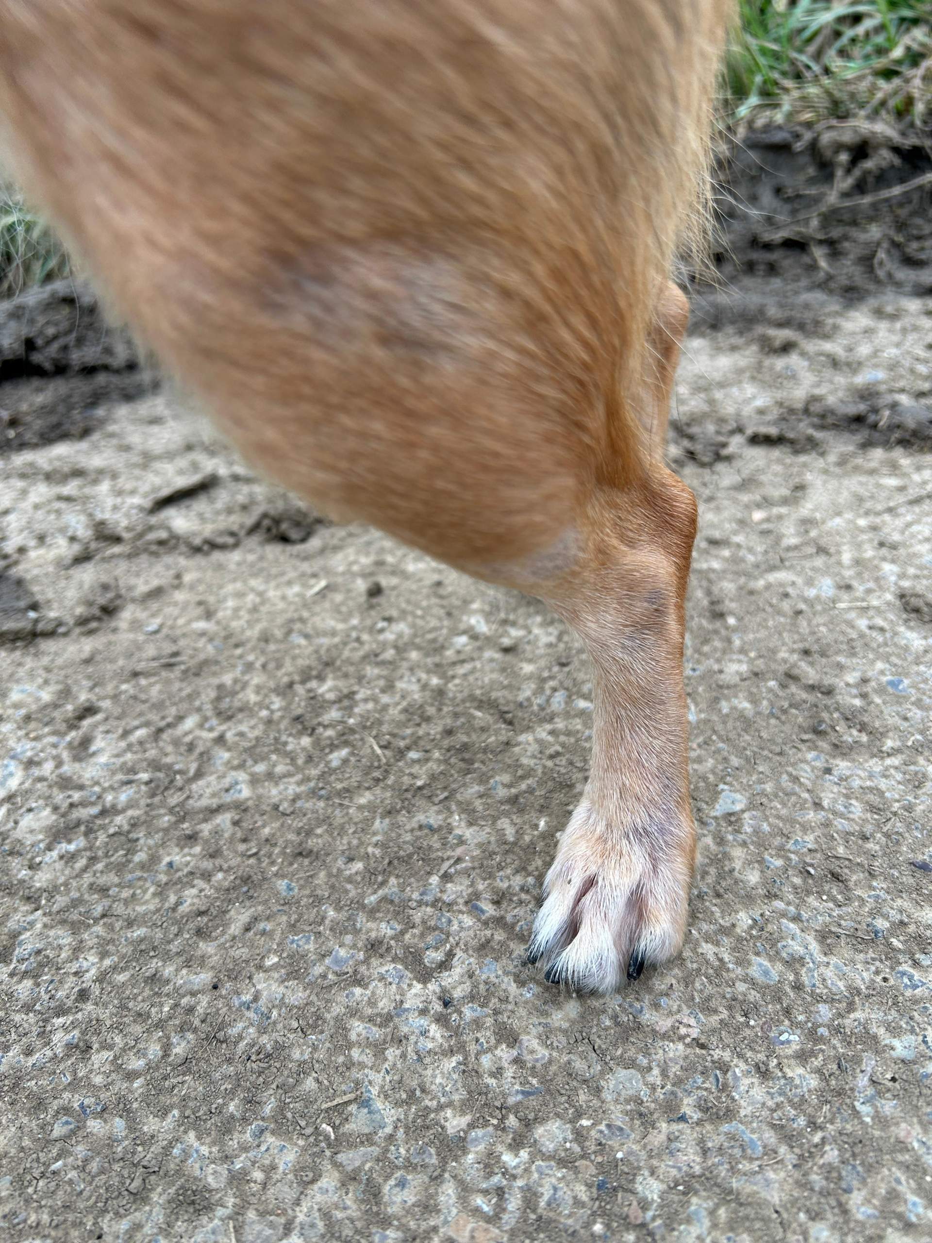 Hund Knabbert Pfoten Blutig