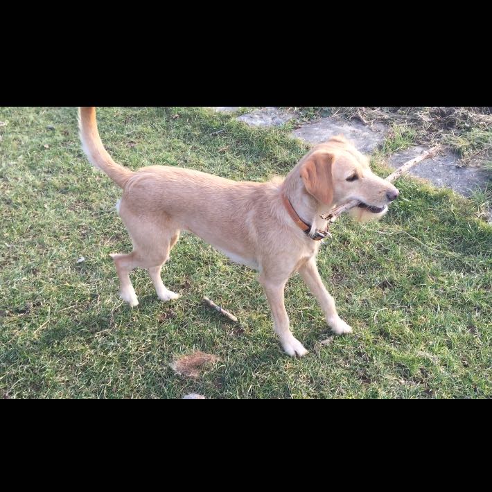 hund knabbert an sich selbst