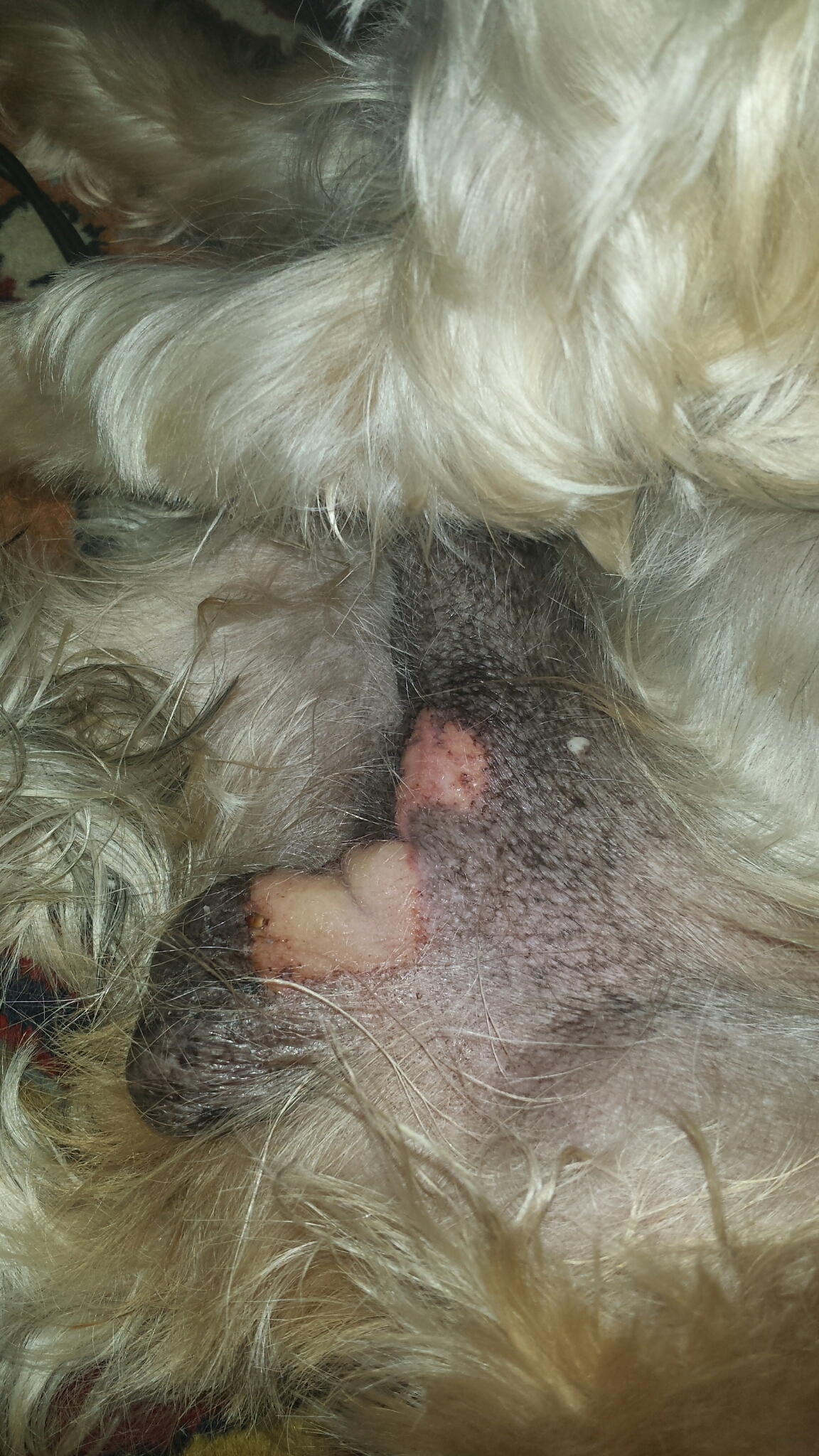 Hund knabbert sich seid einigen Tagen alles an seinem Geschlechtsteil