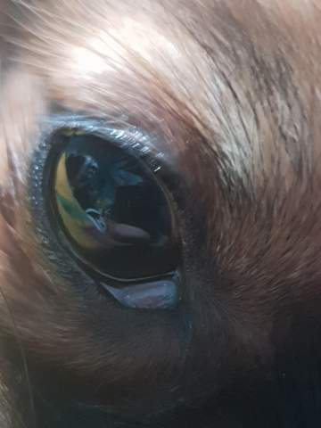 hund knubbel am auge augen