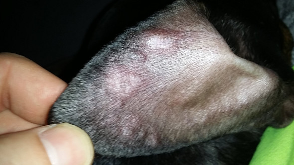 Hund komische Beulen am Ohr? (Haustiere, Ausschlag, Beule)