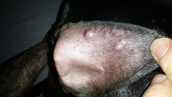 Hund komische Beulen am Ohr? (Haustiere, Ausschlag, Beule)