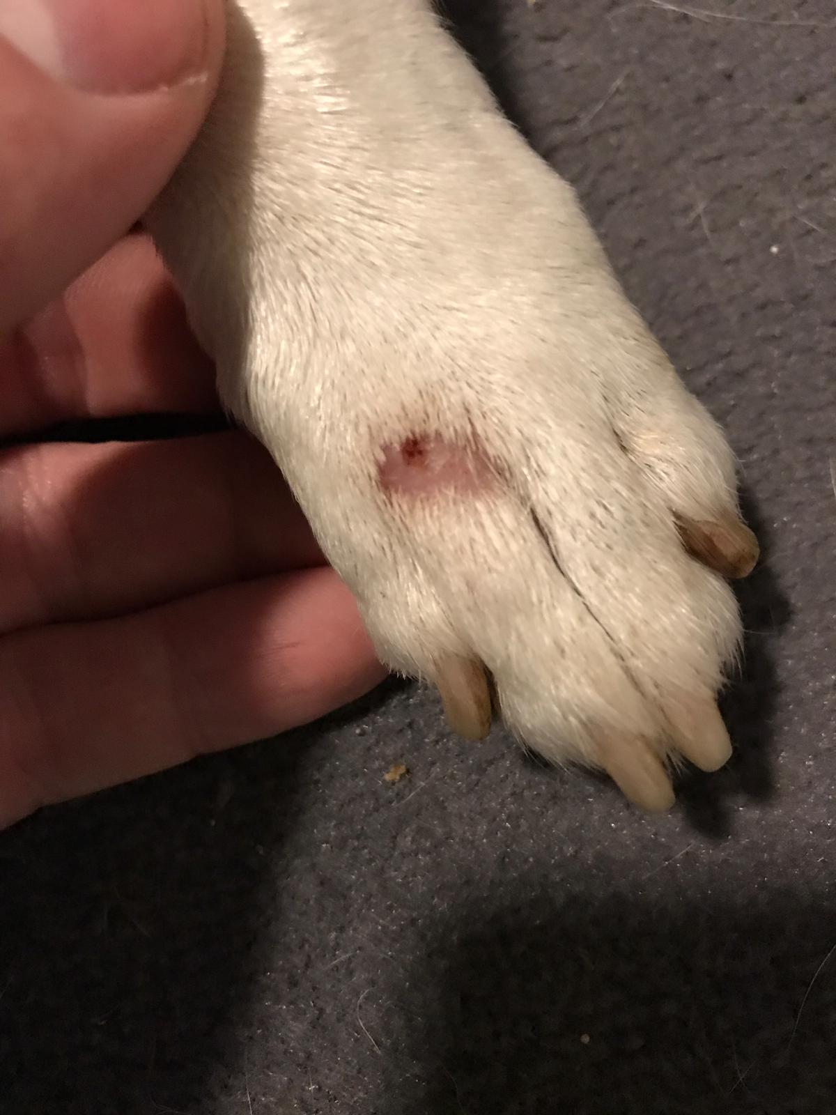 Hund komische Stelle? (Gesundheit, Haustiere)