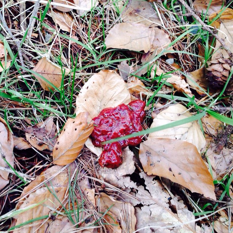 Hund kotet Blut ( (Kot)