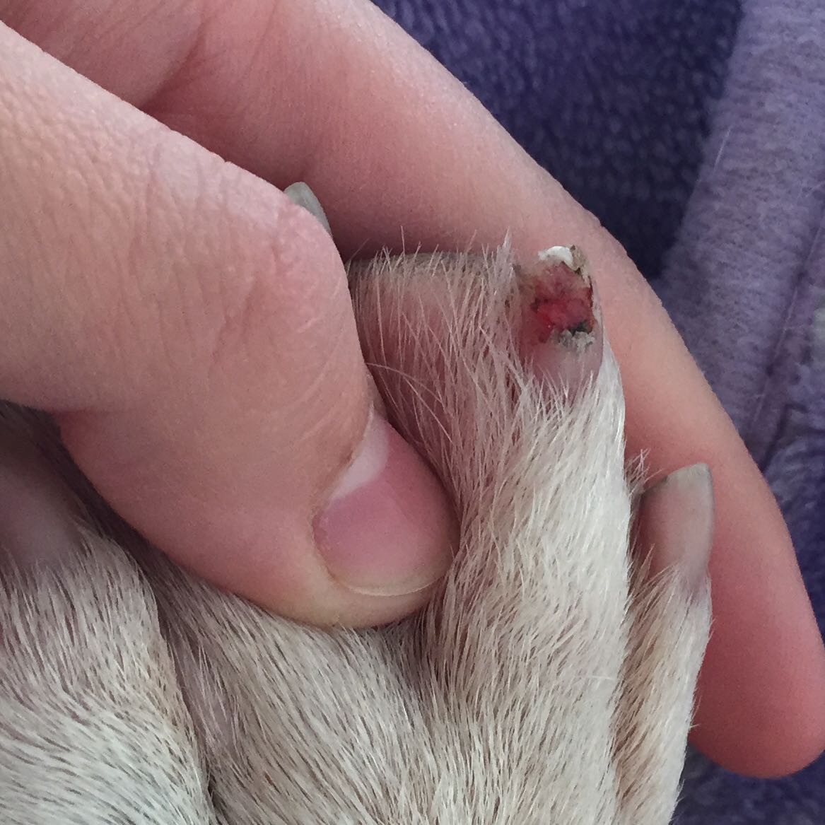 Hund Kralle ist offen was tun? (Haut, Krallen)