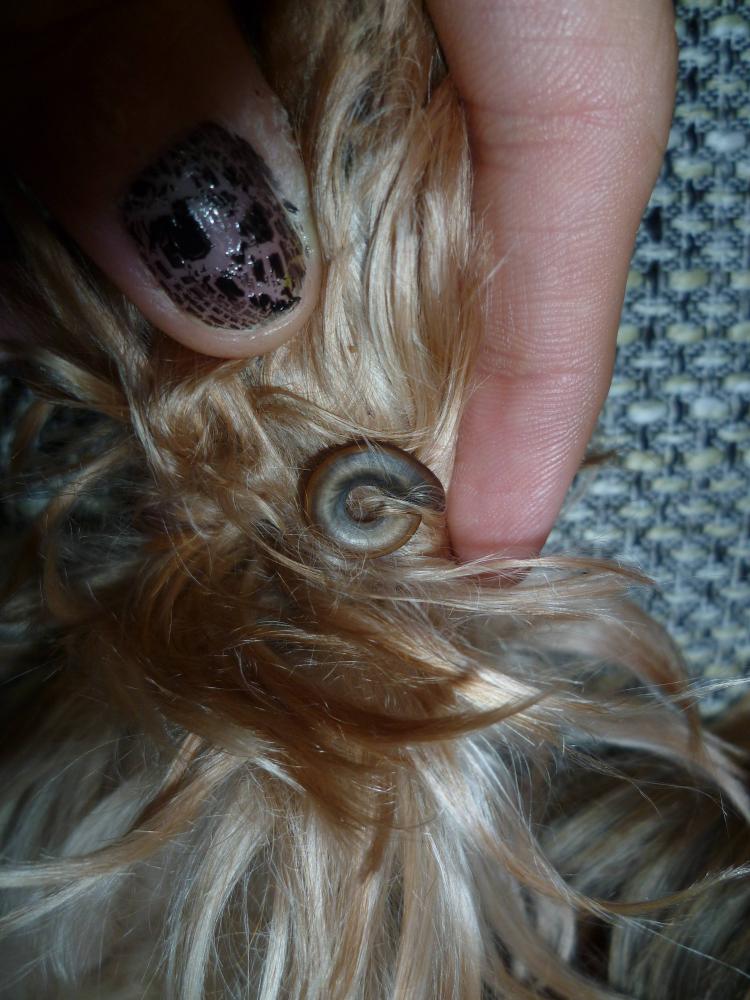 Hund krallen schneiden (Yorki)
