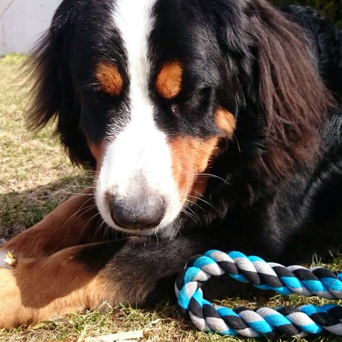Hund krank, schlapp (Tiere, Schmerzen, Tierarzt)