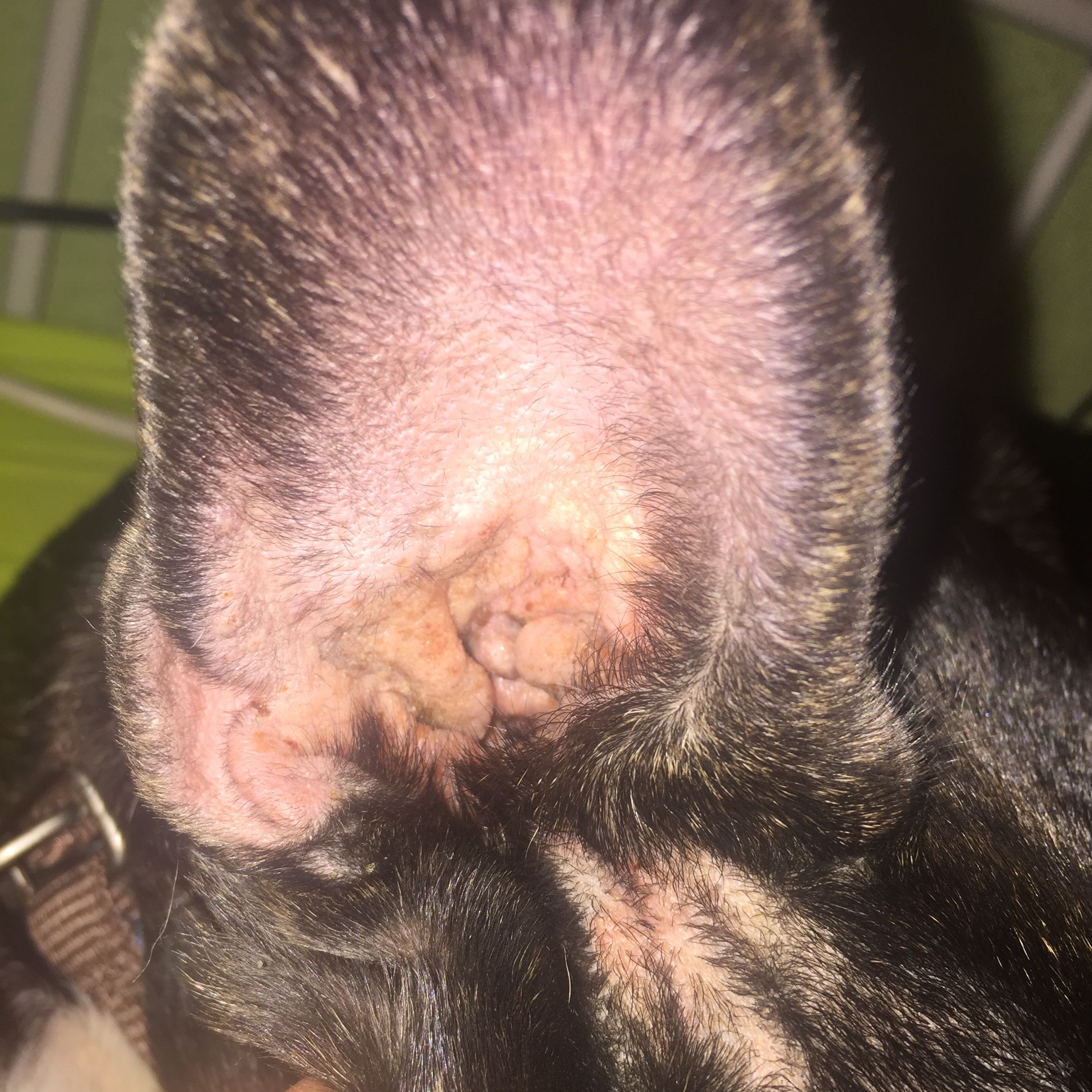 Hund Kratz sich erst nur an einem Ohr blutig? (Medizin, Tiere, Arzt)