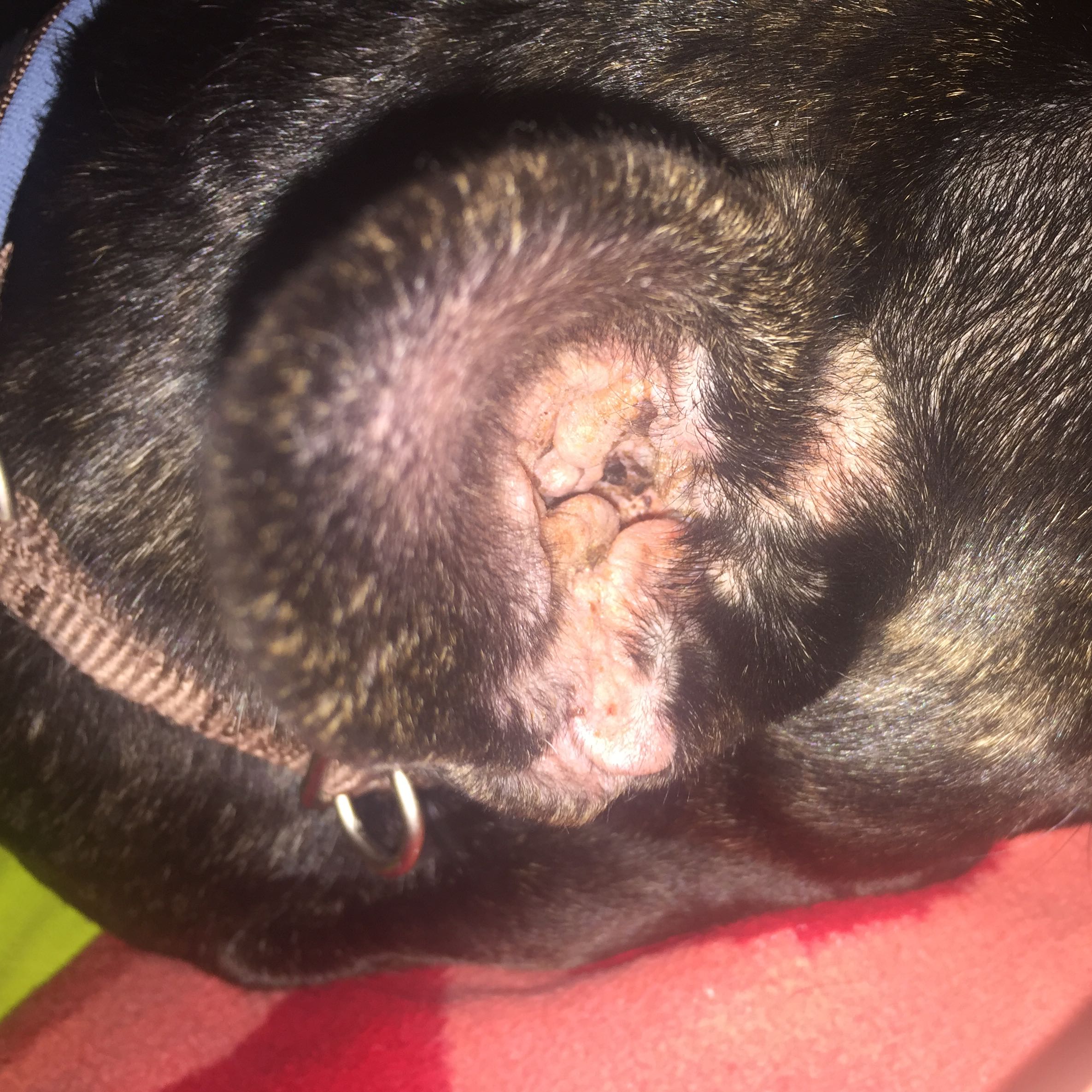 Hund Kratz sich erst nur an einem Ohr blutig? (Medizin, Tiere, Arzt)
