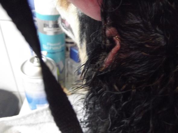 hund kratzt sich die ohrenrander blutig hundekrankheiten