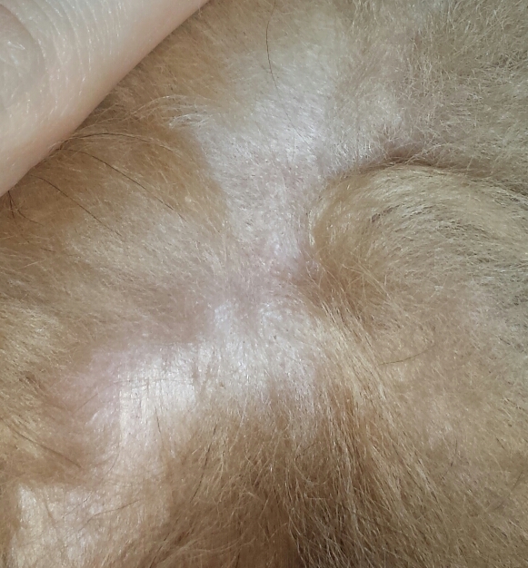 hund kratzt sich immer an gleicher stelle..? (Hundekrankheit)