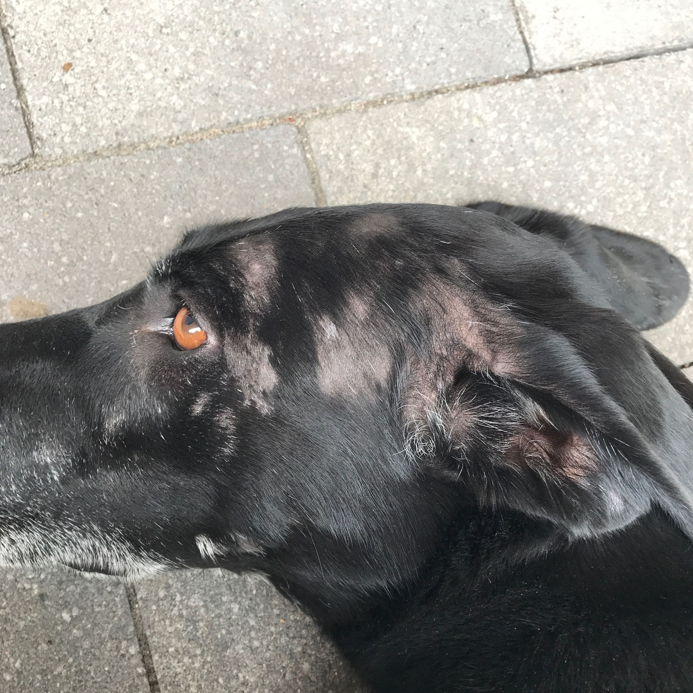 Hund (Labrador) Haarverlust? (Gesundheit und Medizin, Tiere, Tierarzt)