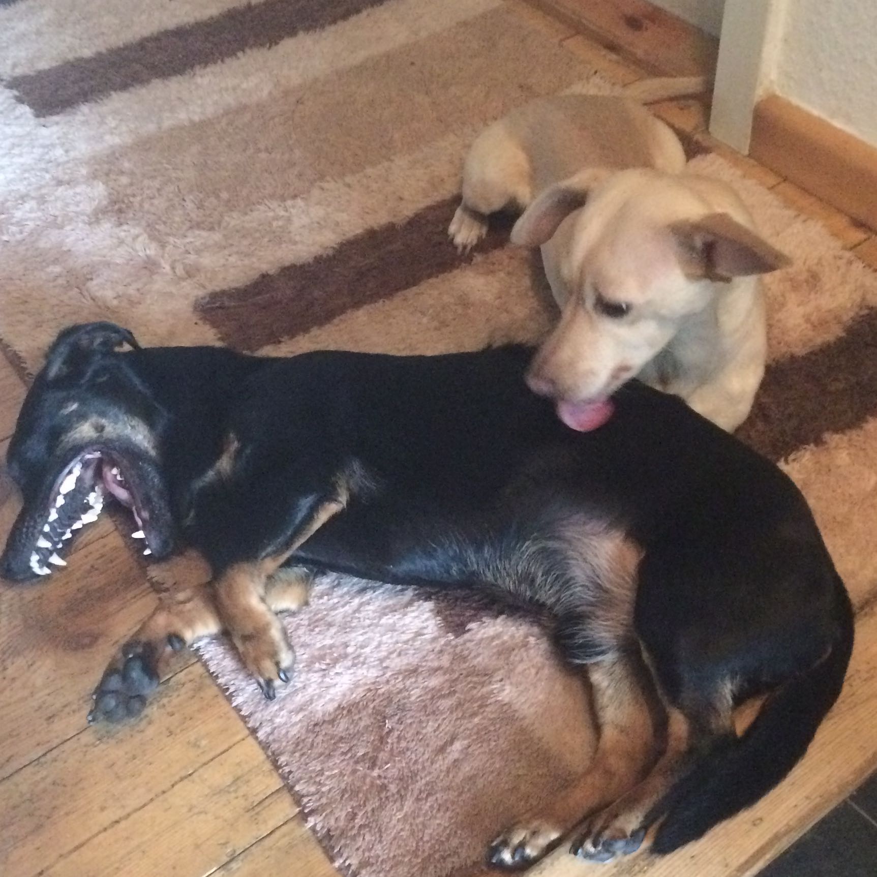 Hund Leckt anderen Hund sauber? (Pflege, Dackel, ablecken)