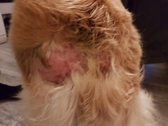 Hund leckt sich am oberen po bereich wund? (Periode)