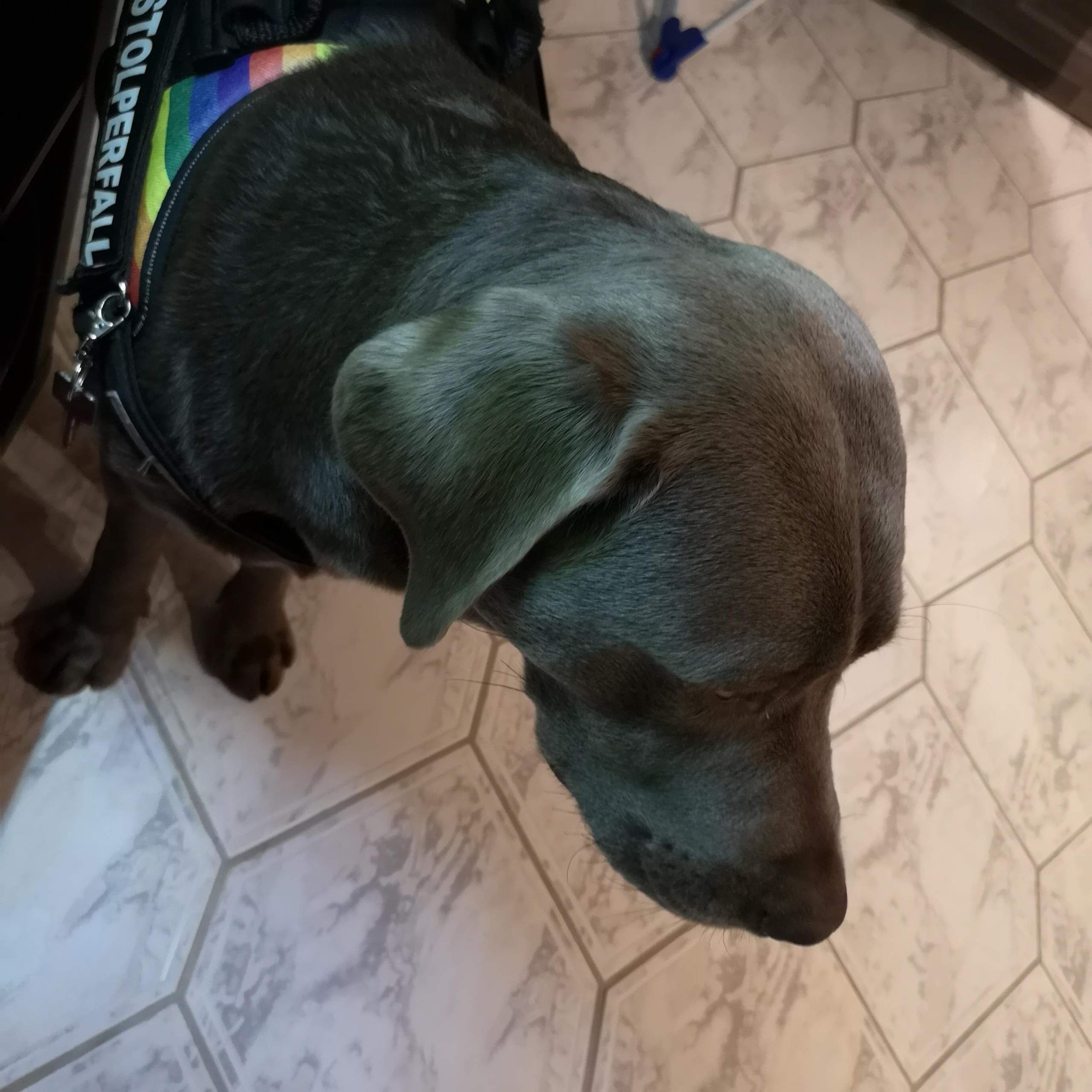 Hund legt Ohren immer an und beobachtet mich? (Verhalten