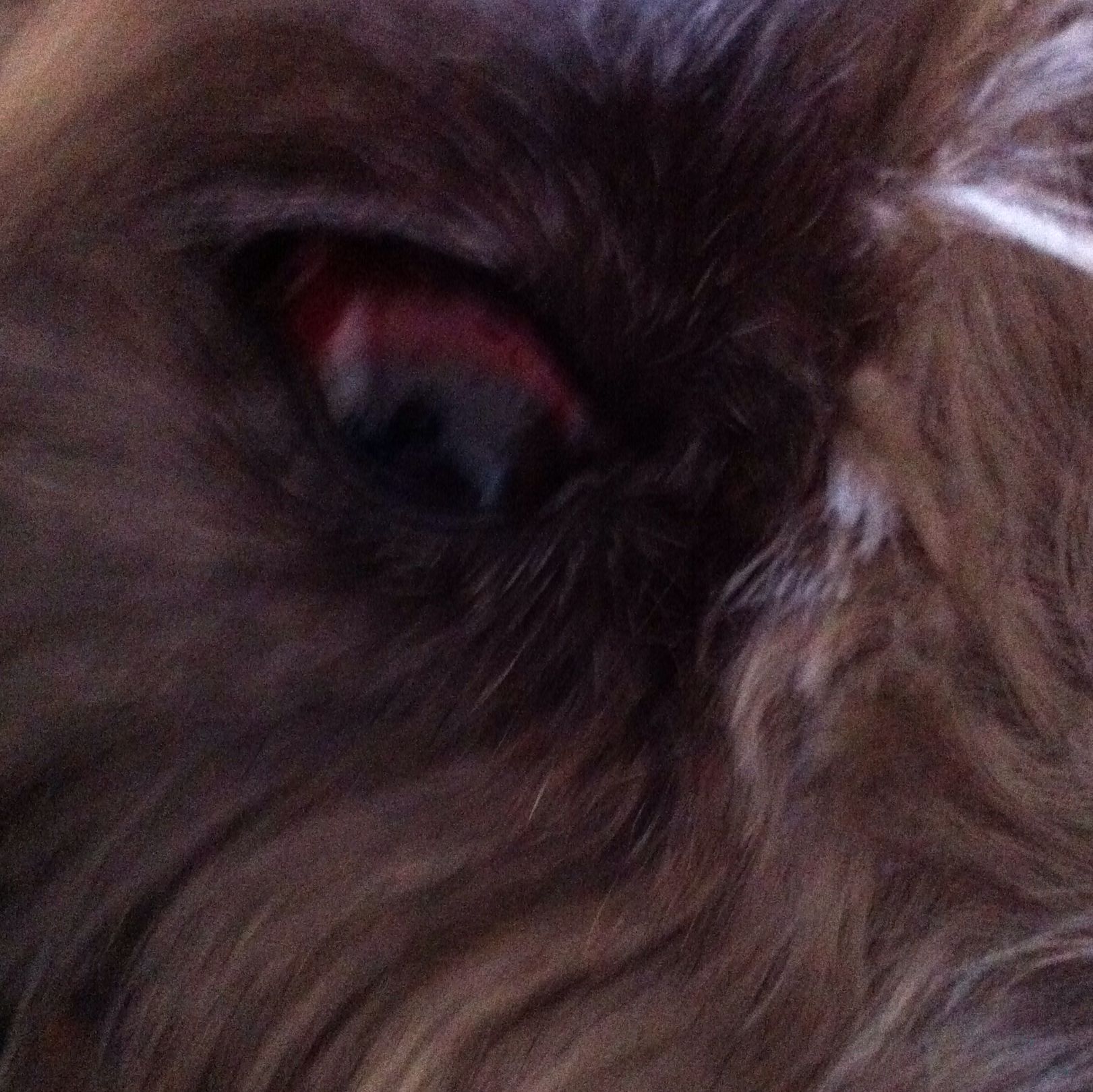 Hund nach Kampf rotes Auge!? (Gesundheit, Tiere, Augen)