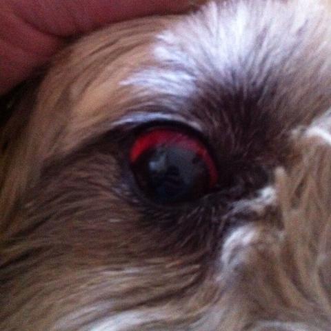 Hund Nach Kampf Rotes Auge Gesundheit Tiere Augen