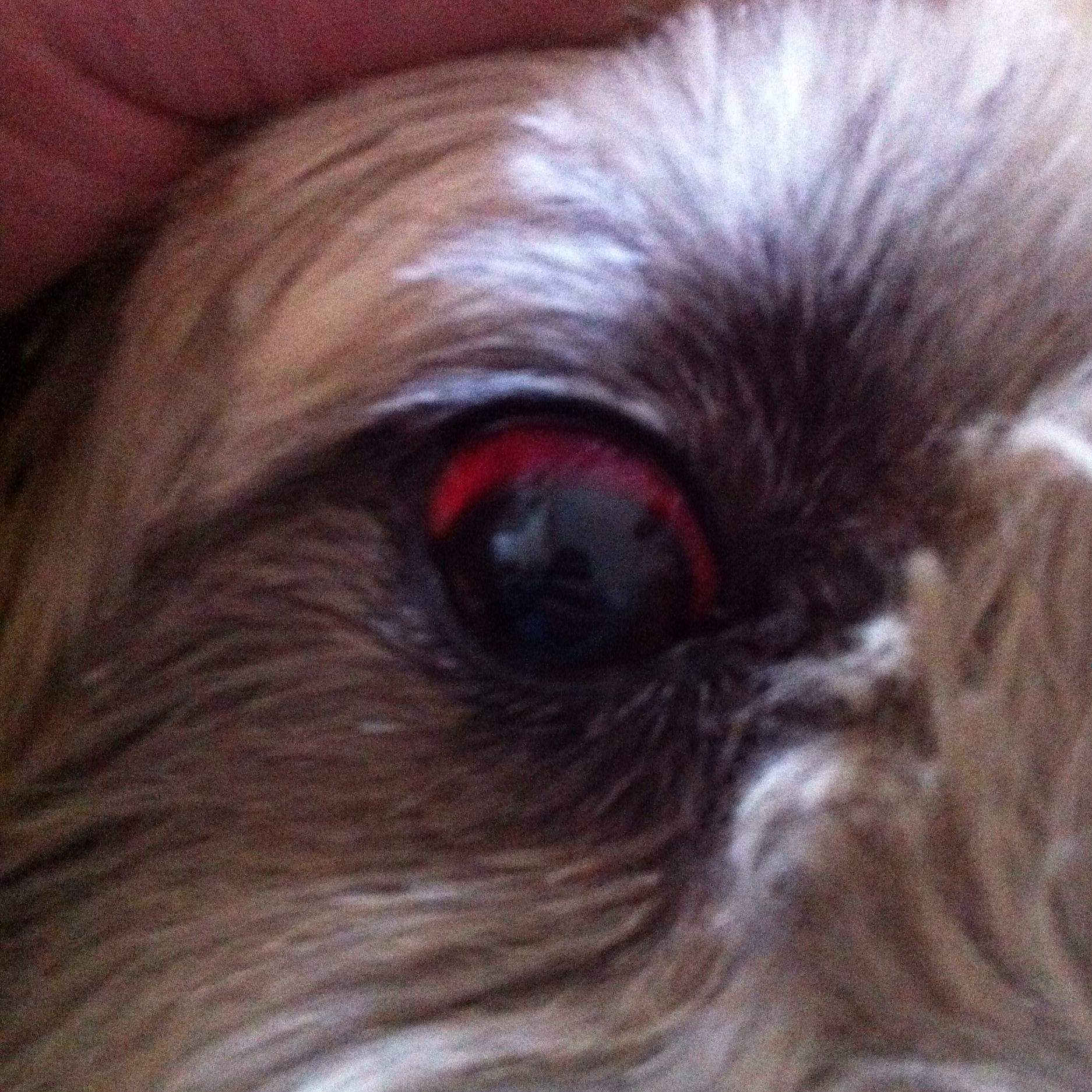 Hund nach Kampf rotes Auge!? (Gesundheit, Tiere, Augen)