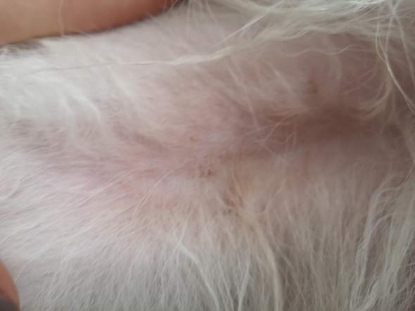 hund niest und schmeckt sein bauch was tun medizin tiermedizin hundehaltung