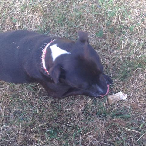 Hund Nimmt Meinen Fuss Ins Maul Hund Nimmt Meinen Fuss Ins Maul