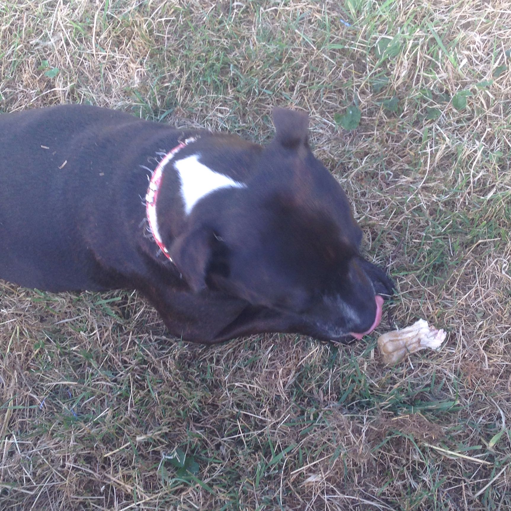 Hund Nimmt meinen Fuß ins Maul?