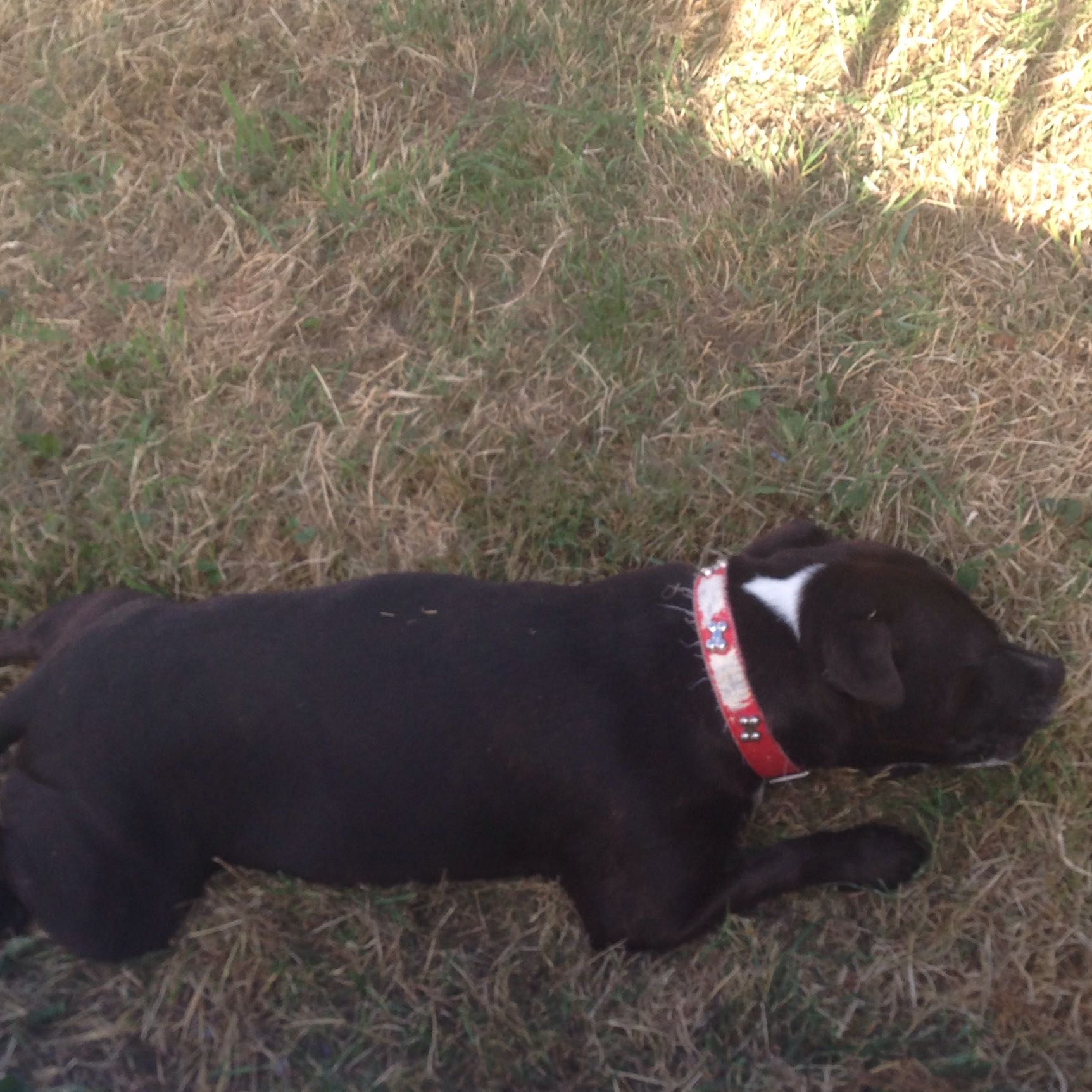 Hund Nimmt meinen Fuß ins Maul?