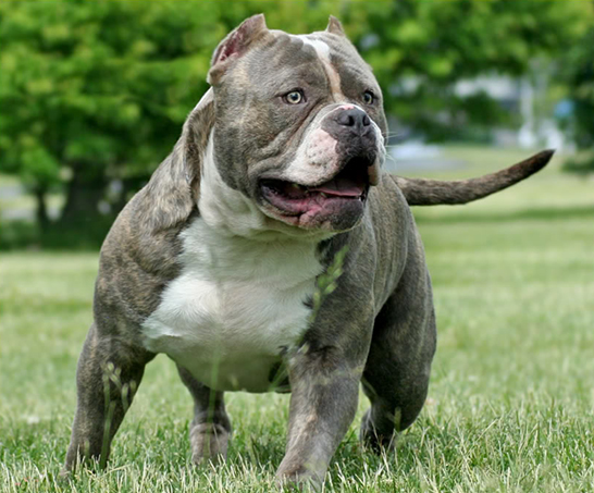 hund nur wegen potenzieller gefahr einschlafern lassen pitbull