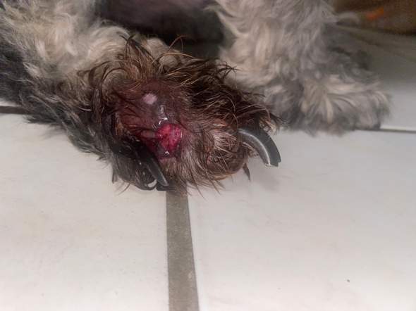 Hund offene Wunde was tun? (Gesundheit, Tierarzt, Tiermedizin)