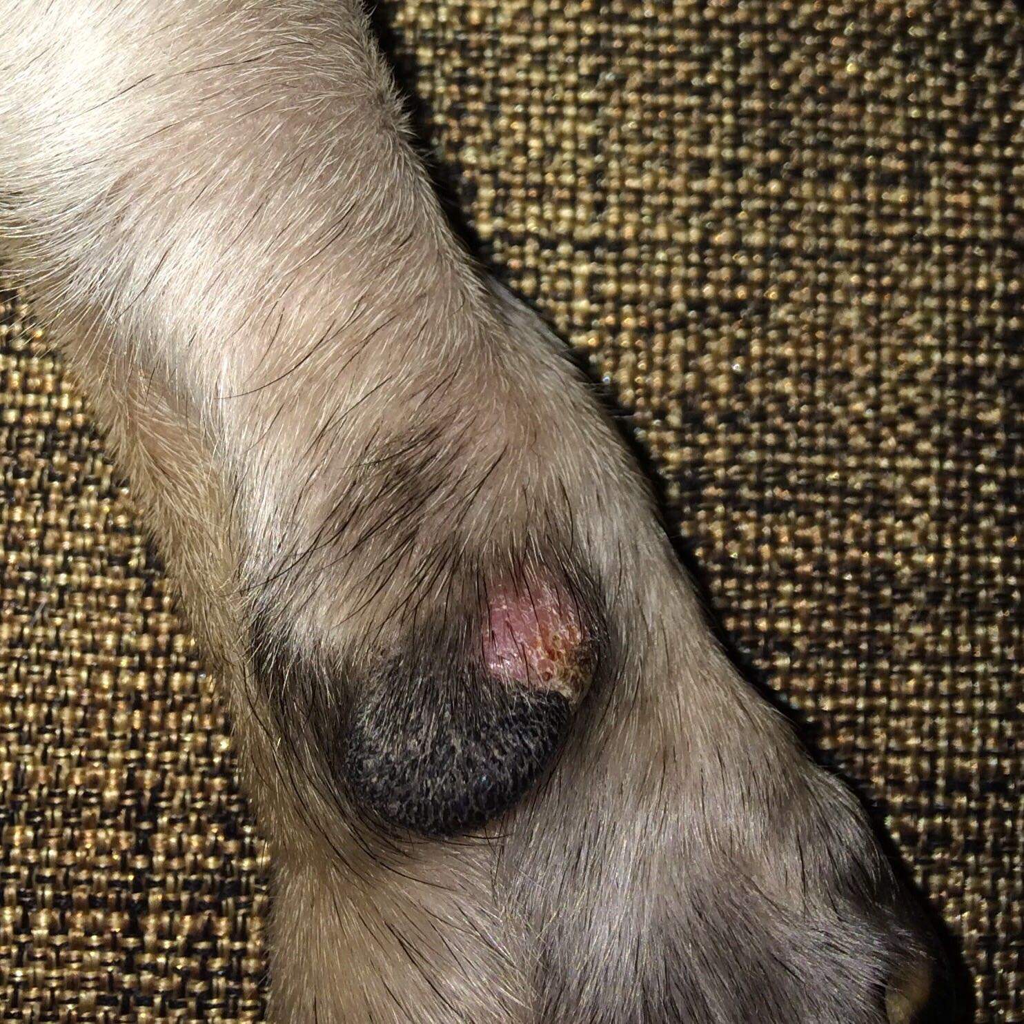 Hund, Pfote - Ballen verletzt! Wer hat Ahnung?