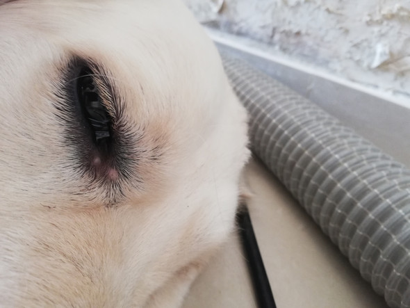 hund pickel am auge tierarzt golden retriever