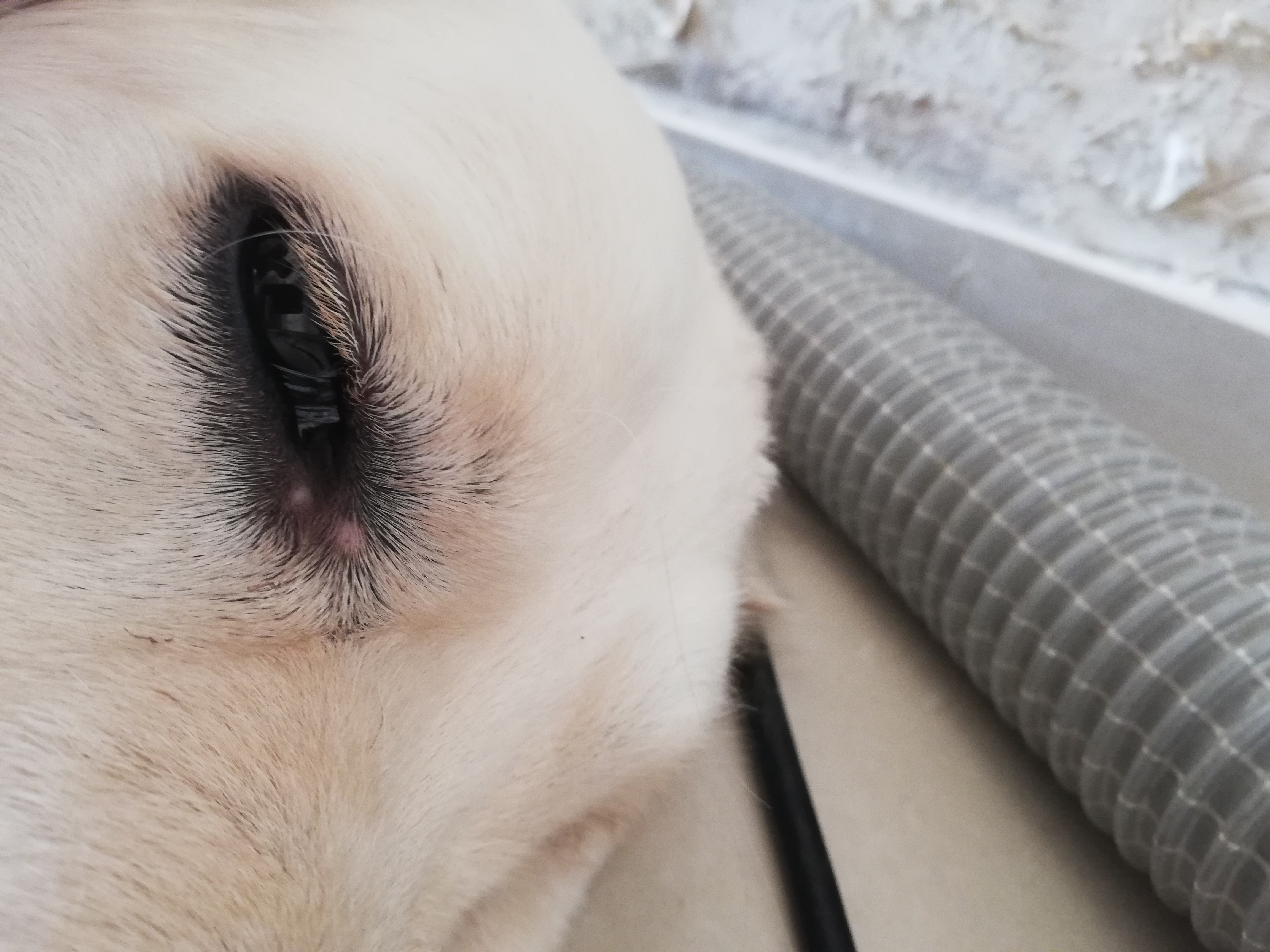 Hund Pickel am Auge? (Tierarzt, Golden Retriever)