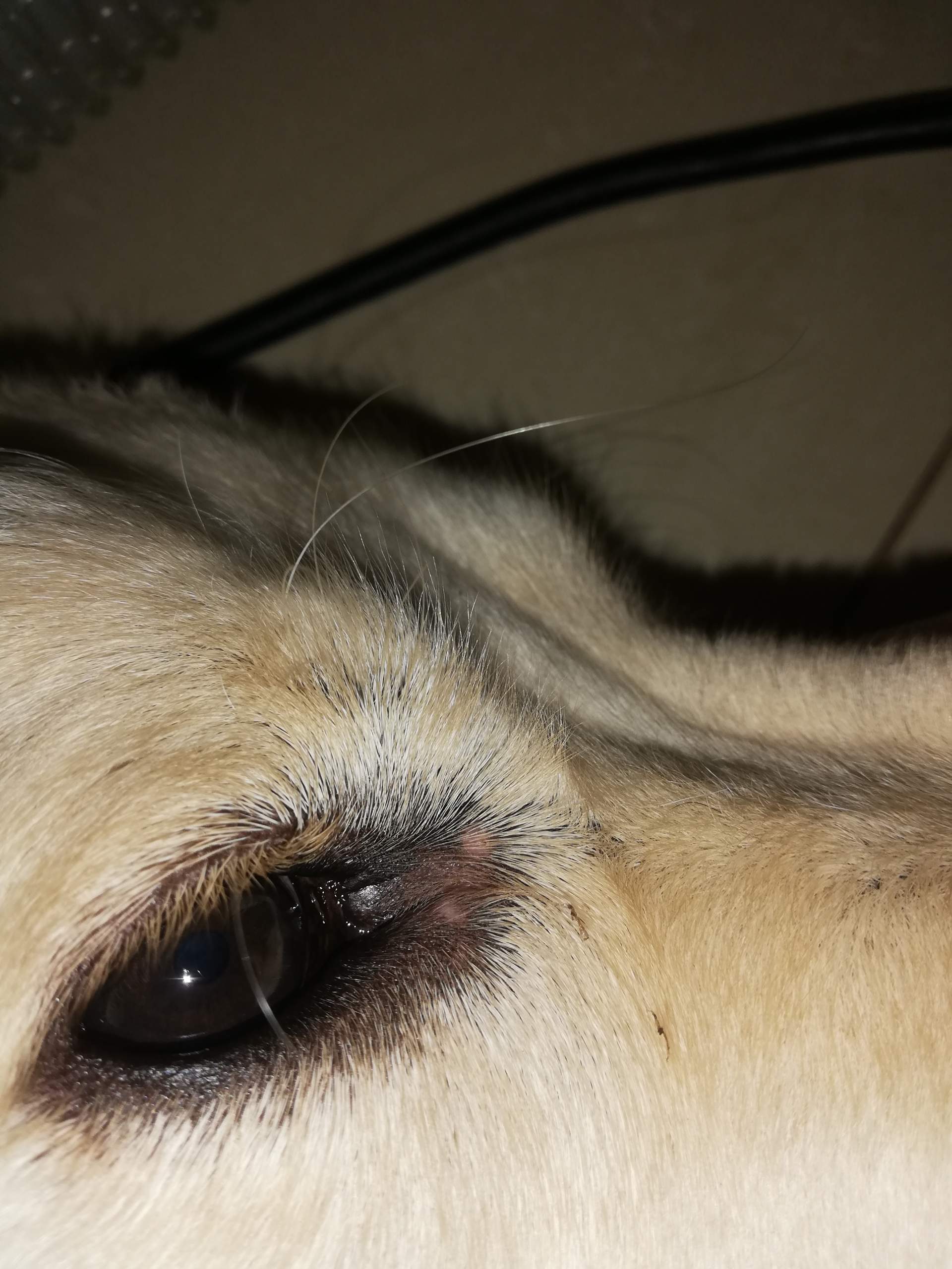 Hund Pickel am Auge? (Tierarzt, Golden Retriever)
