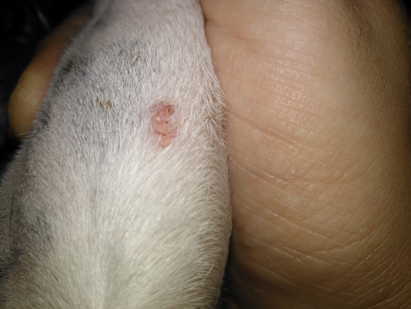 Hund �pickel� am Bein? (Gesundheit und Medizin, Beine, Identifikation)