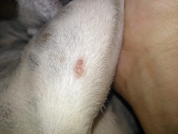 Hund �pickel� am Bein? (Gesundheit und Medizin, Beine, Identifikation)