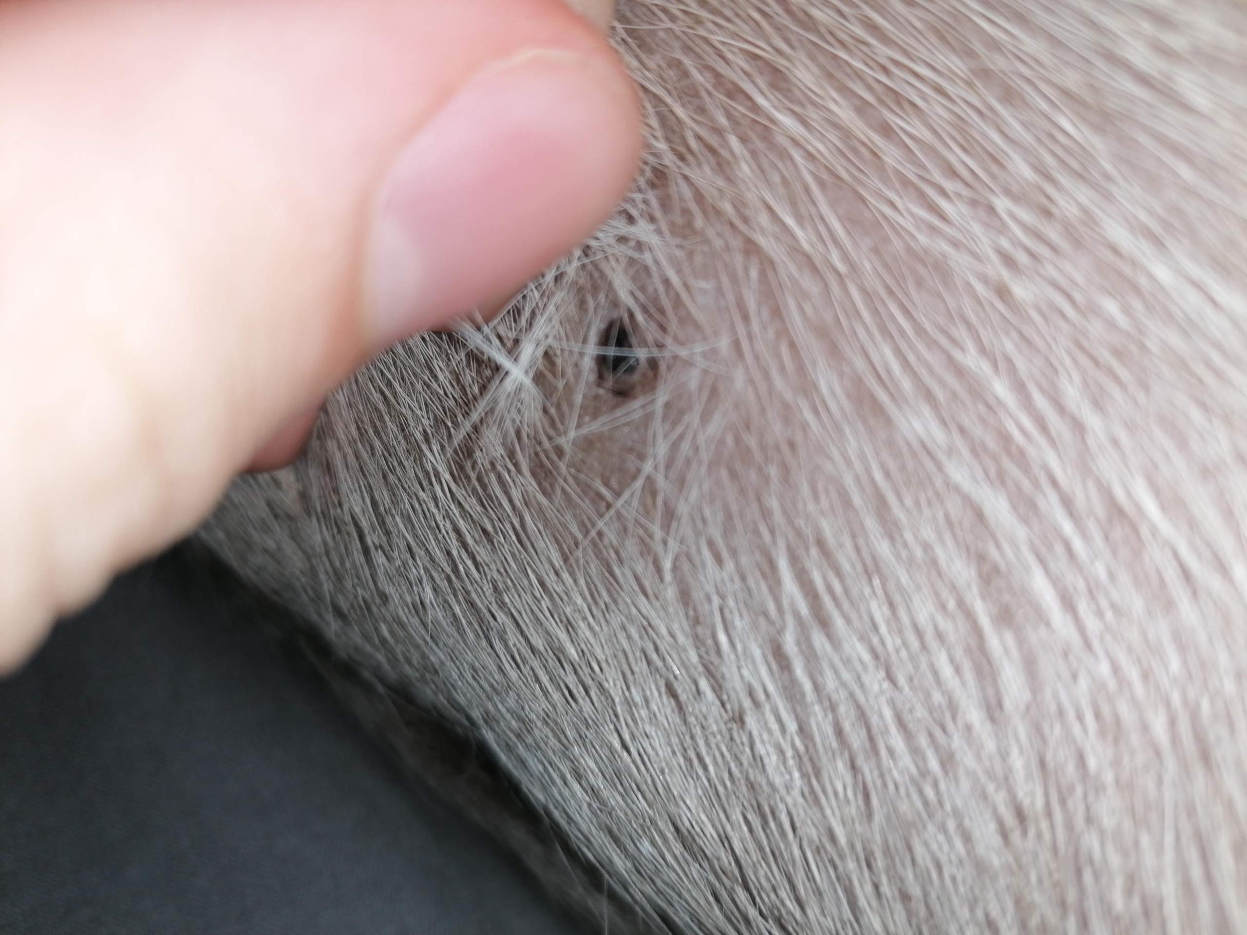 Hund plötzlich schwarze Nippel? (Tiere)